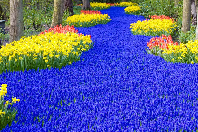 River Of Blue Tulips In Park Keukenhof Amsterdam