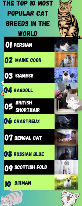 This is an infographic that incorporates the name of the top 10 most popular cat breeds in the world
