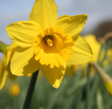 daffodil days