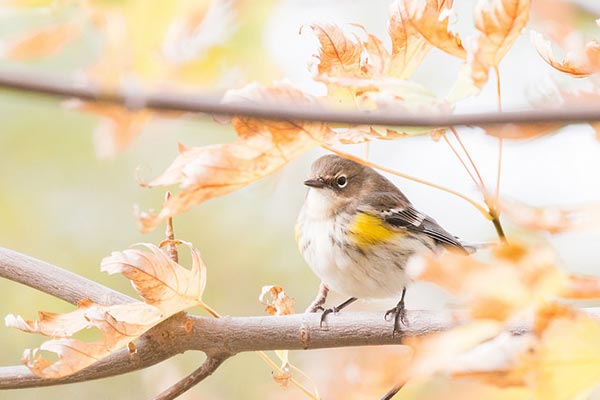 Un pajarito en la rama de un árbol.