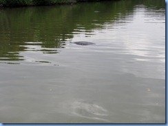 7925 private boat charter with Capt. Ron Presley  and his wife Karen - Banana River, Florida - Manatee