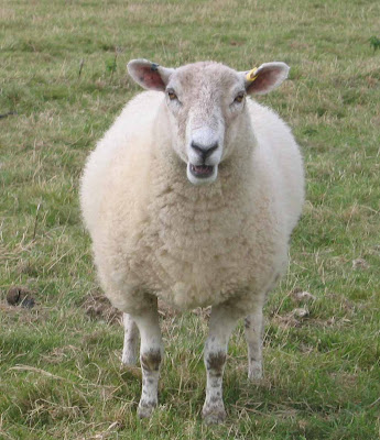 Types of Beautiful sheep and their pictures