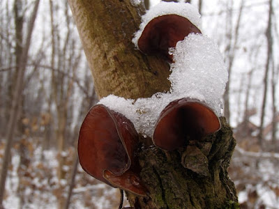 Uszak bzowy Auricularia auricula-judae