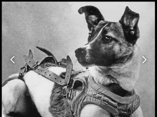 Laika, la perra que fue lanzada al espacio y nunca volvió