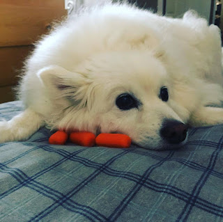 Sammy, an American Eskimo Dog