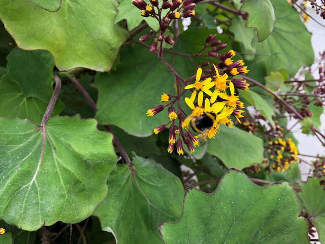 Flores da Primavera