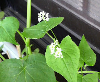 小さいそばの花が沢山咲きました