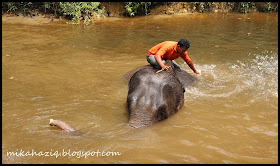kuala lumpur elephants