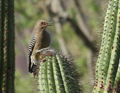 Photo of Gila Woodpecker on Organ Pipe Cactus