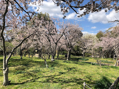 【枚方市】山田池公園のスモモ園が満開でした♪