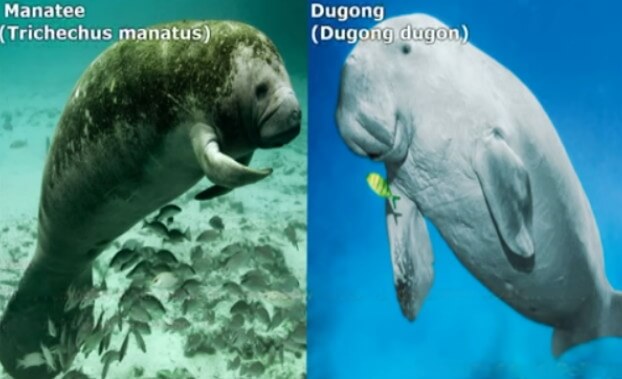 dugong dan manatee