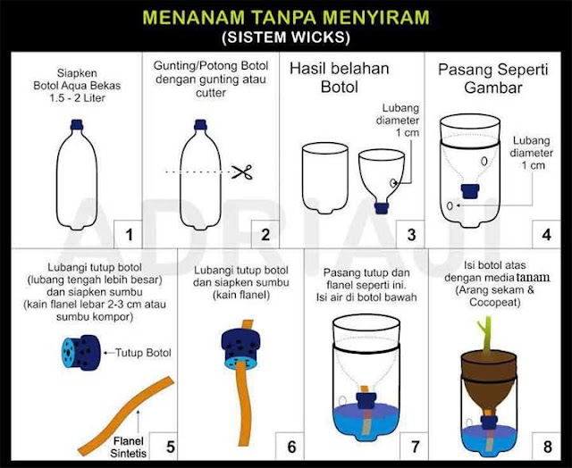 Menanam Bawang Merah Hidroponik