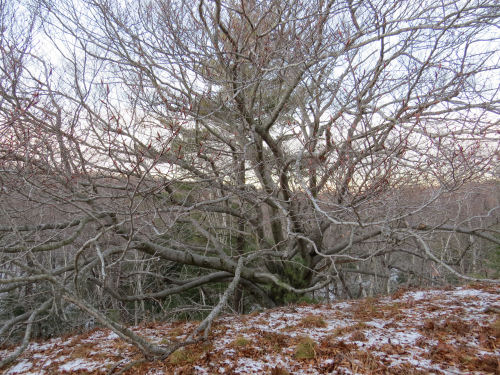 spreading beech tree