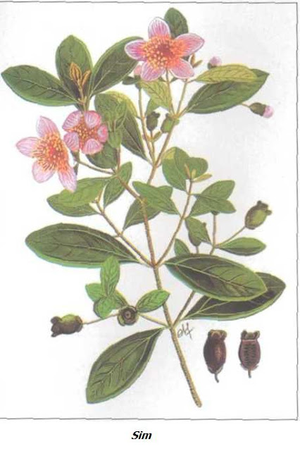 Cây Sim - Rhodomyrtus tomentosa - Nguyên liệu làm thuốc Chữa Đi lỏng-Đau Bụng