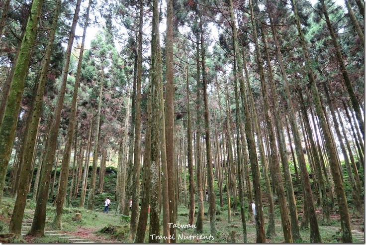 三峽熊空茶園 (31)