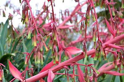 Beschorneria yuccoides flowers