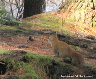 American Red Squirrel