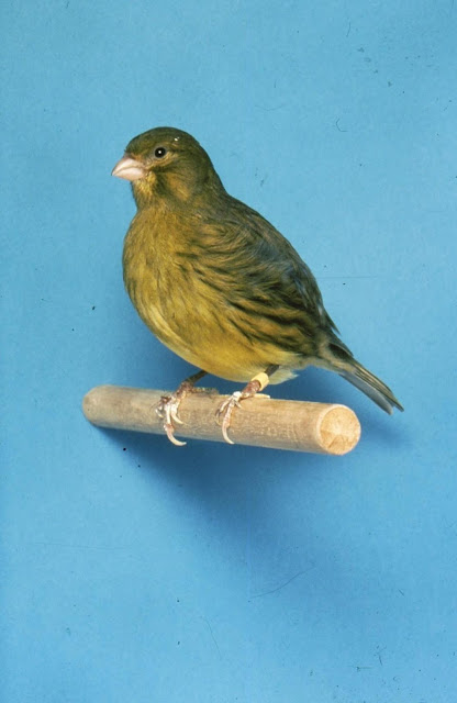 Green Canary Bird