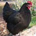 Black Australorp Hen