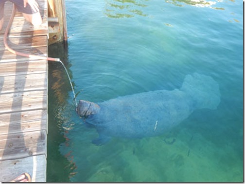 manatee