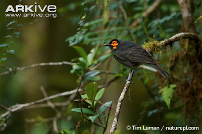 Foja Honeyeater