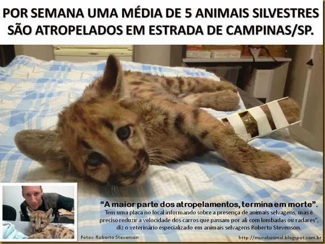 silvestres-atropelados