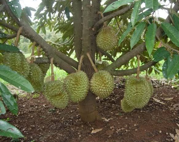 Anim Agro Technology Durian Musang King 30 Bulan Berbuah