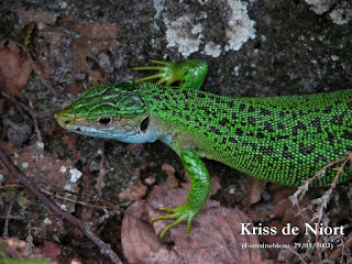 Lézard vert de France