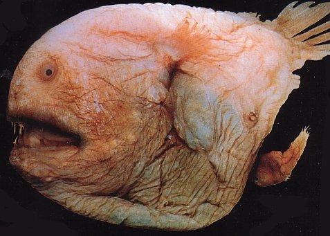 bentuk ikan menakutkan