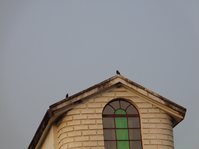 house and sparrow
