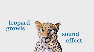 sounds of animals