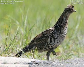 grevol englobado Bonasa umbellus american birds