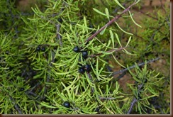 Espino negro