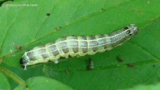 Orthosia (Monima) cruda (caterpillar) DSC135350