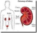 kidney