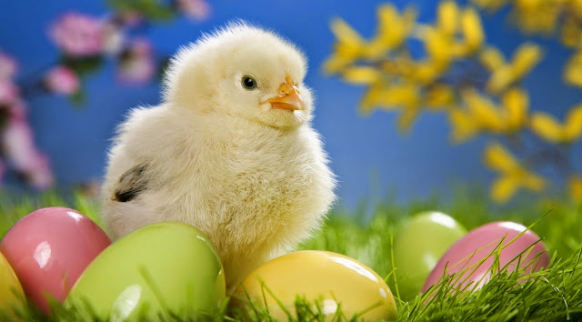 132131-Cute Chick Animals HD Wallpaperz