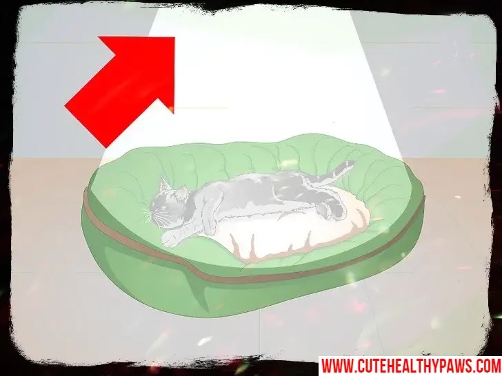 Cat After Neutering or Spaying