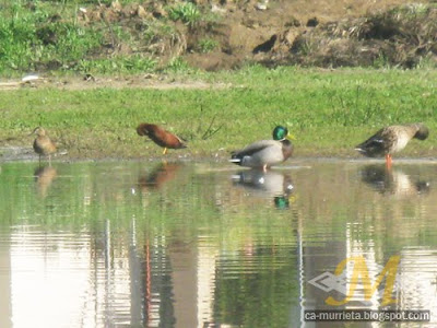 Murrieta Ca: Ducks