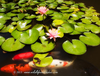 Koi fish and lilies in the ponds at Botanical Gardens