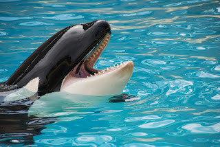 Image of Orca's Head above water.