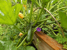Zucchini im veganen Garten