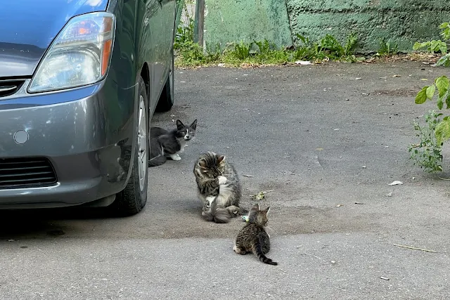 Химки, Ленинградская улица, дворы, кот