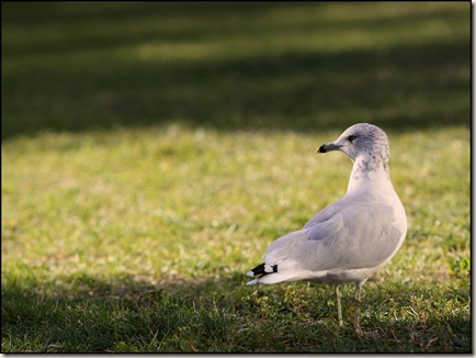 Seagull || Canon 50D/EF 70-200mm f/2.8 @ 200mm | 1/640s | f/4 | ISO200