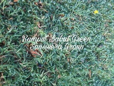 Rumput Babat