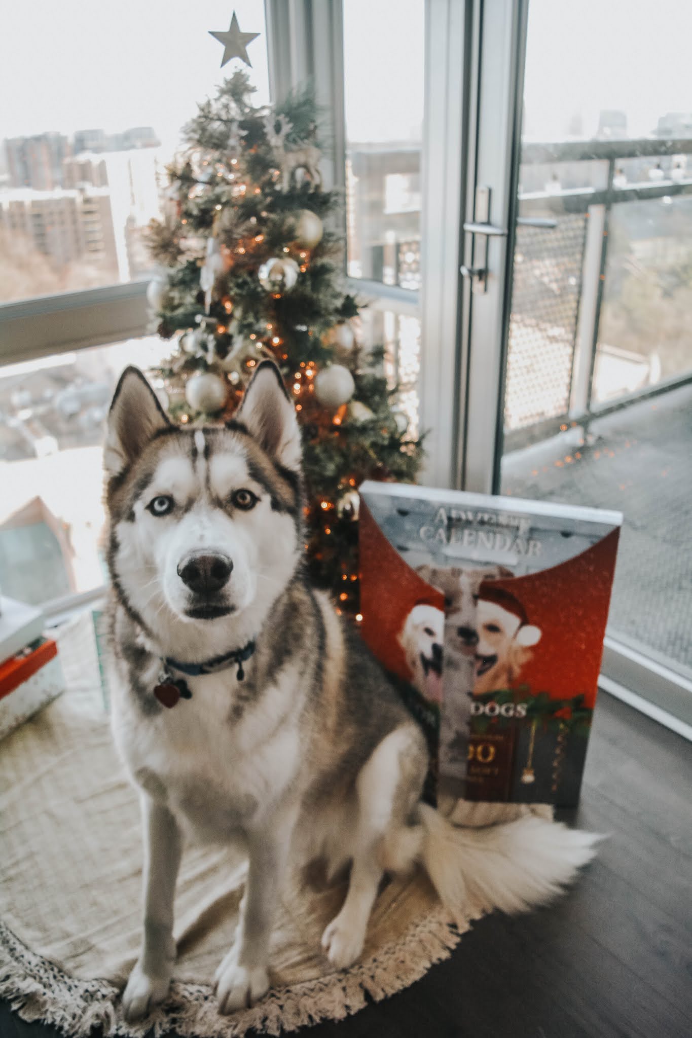 Costco Dog Advent Calendar Review