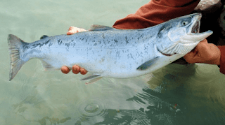 Salmon Fish in Kannada