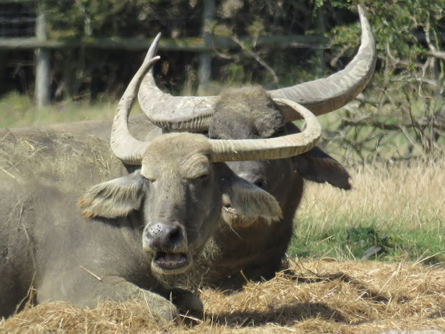 Water buffalo