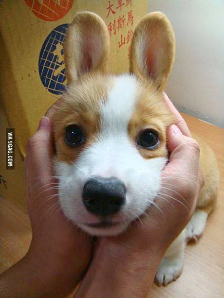 corgi with bunny ears, dog with bunny ears