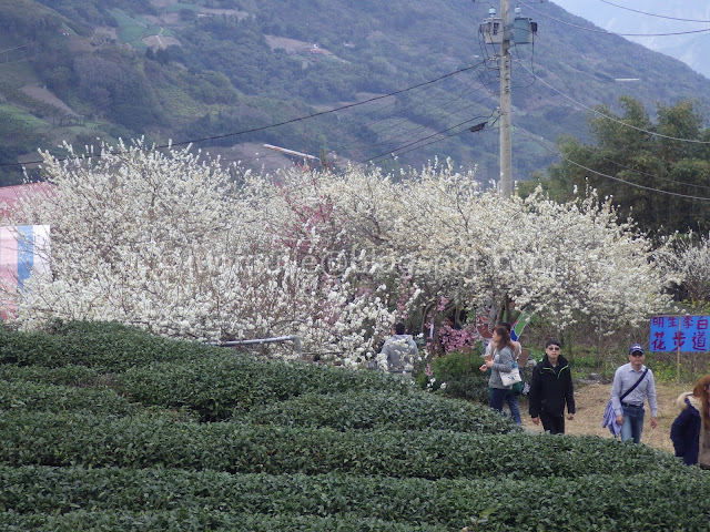 Caopingtou cherry blossoms