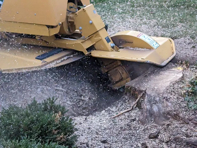 Grinding a Norway Maple Stump in Downers Grove